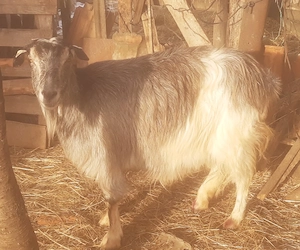 Capră de vânzare - imagine 3