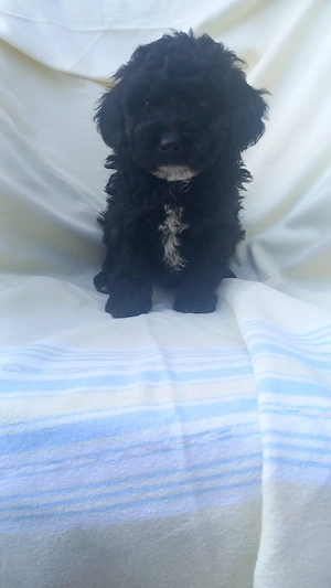 BICHON Havanez Băiat 