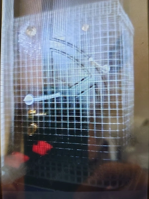 Colivie înaltă pt papagali 