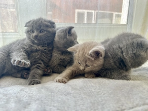 Pisoi jucăuși și iubitori   gata de plecare!  