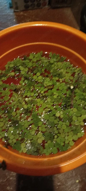 REDUCERE!Vand salvinia auriculata plantă plutitoare de suprafață  - imagine 2