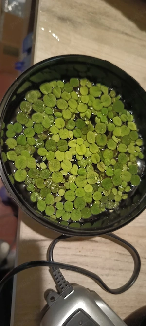 REDUCERE!Vand salvinia auriculata plantă plutitoare de suprafață 