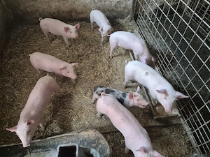 Vând purcei  - imagine 4