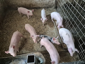 Vând purcei  - imagine 2