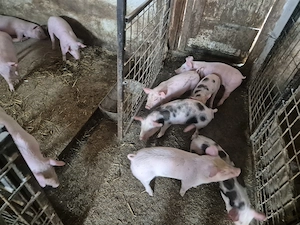 Vând purcei  - imagine 3