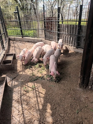 Vând purcei 7 saptamani