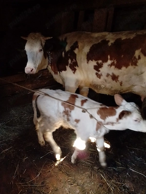 Vand vaca cu vițel  - imagine 2