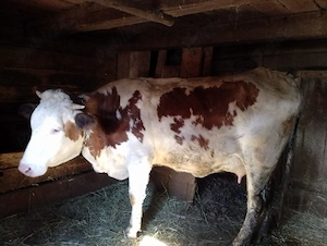 Vand vaca cu vițel  - imagine 5