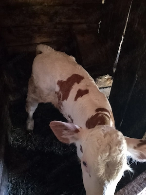 Vand vaca cu vițel  - imagine 3