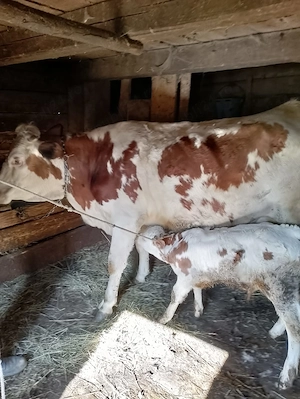 Vand vaca cu vițel  - imagine 4