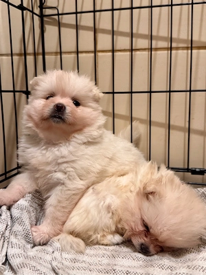 Pui Pomeranian Alb Crem   Născuți pe 6 Martie   