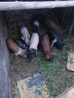 De Vânzare 8 purcei 7 săptămânii vacinați 