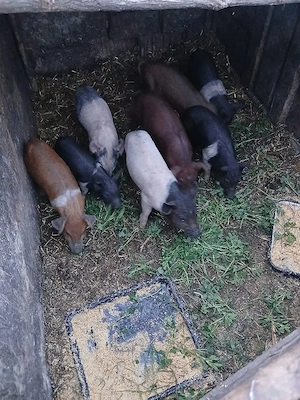 De Vânzare 8 purcei 7 săptămânii vacinați  - imagine 5