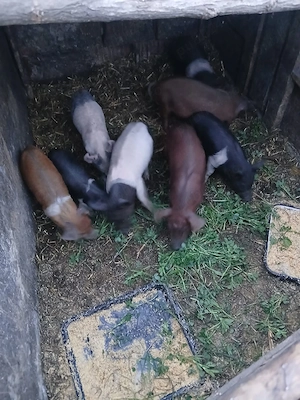 De Vânzare 8 purcei 7 săptămânii vacinați  - imagine 4