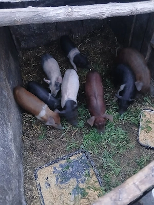 De Vânzare 8 purcei 7 săptămânii vacinați  - imagine 3