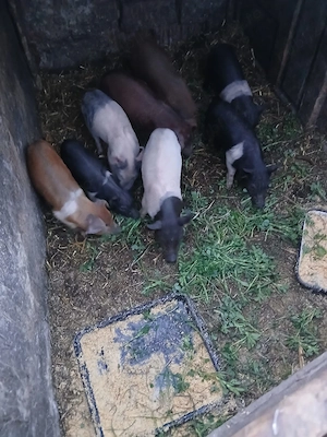 De Vânzare 8 purcei 7 săptămânii vacinați  - imagine 2