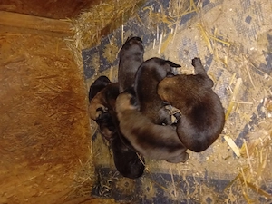 ciobănesc belgian malinois 