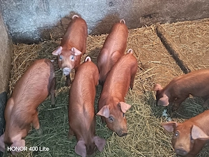 Purcei de vânzare - imagine 5