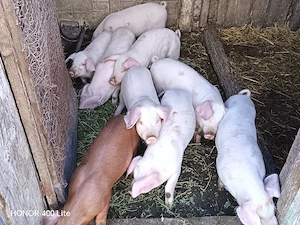 Purcei de vânzare - imagine 4