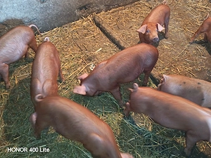 Purcei de vânzare - imagine 3