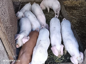 Purcei de vânzare - imagine 2