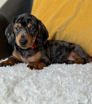 Teckel arlechin mascul