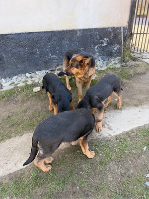 Caței ciobanesc german 4 luni - imagine 4