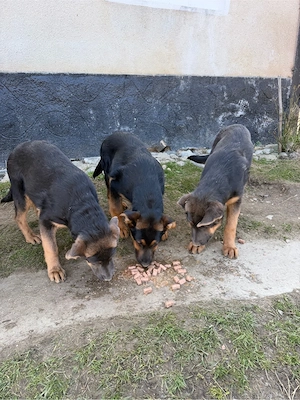 Caței ciobanesc german 4 luni - imagine 3