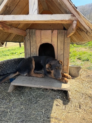 Caței ciobanesc german 4 luni