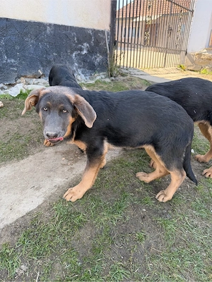 Caței ciobanesc german 4 luni - imagine 2