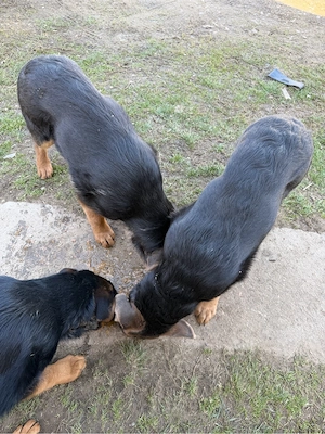 Caței ciobanesc german 4 luni - imagine 5