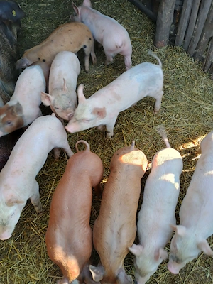 vand 10 purcei sanatosi de 6 saptamani, localitatea Piscolt