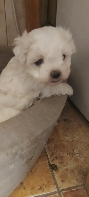 Catei bichon maltez - imagine 2