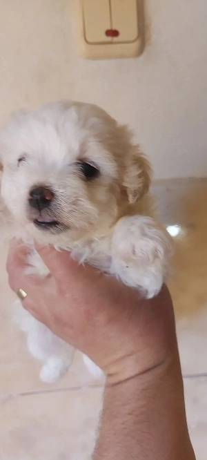 Catei bichon maltez - imagine 4