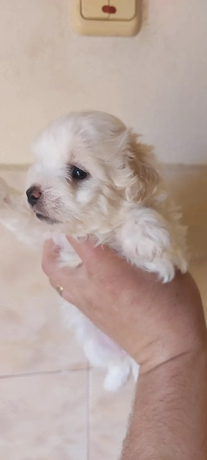 Catei bichon maltez - imagine 3