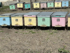 Famili de albine de vânzare la 60 lei rama 1 1 la preferință cu albine 