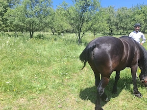 Cal în vârstă de 9 ani detalii în privat zero șapte cinci doi șase patru șapte unu patru doi - imagine 3