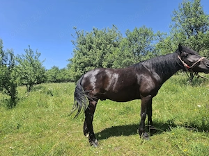 Cal în vârstă de 9 ani detalii în privat zero șapte cinci doi șase patru șapte unu patru doi