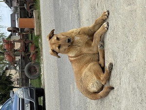 Fetiță cățelușă adorabilă își caută o familie iubitoare   oferită spre adopție