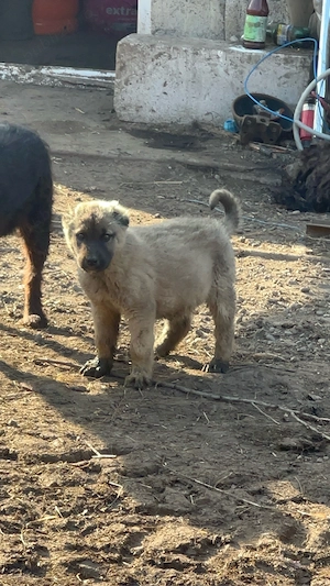 femela de kangal buna de oi si capre