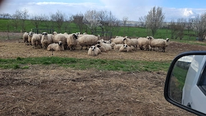 Oi cu lapte  - imagine 3