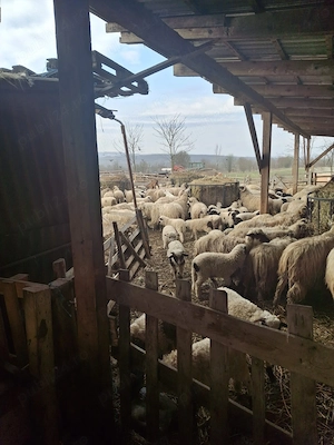 Oi cu lapte  - imagine 2