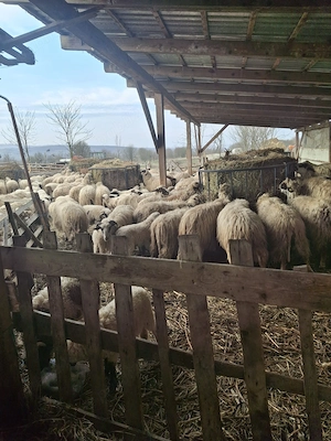 Oi cu lapte  - imagine 4