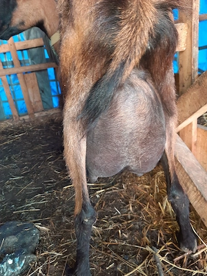 ieduta cu mama alpina si tata anglo nubian  - imagine 5