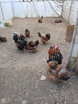 Vand oua brahma portelan