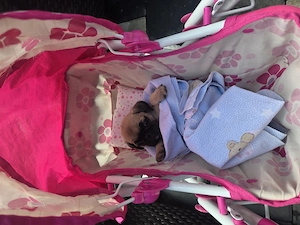 Mops pug 4 fetite si 1 baietel - imagine 5