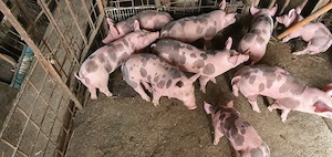 purcei pietrain - imagine 3