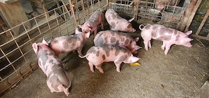 purcei pietrain 6 saptamini - imagine 2