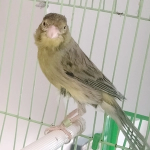 Mascul Canar de cântec Continu Timbrado Espanyol 