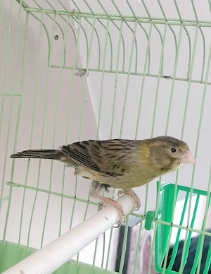 Mascul Canar Timbrado Espanyol de Cântec 